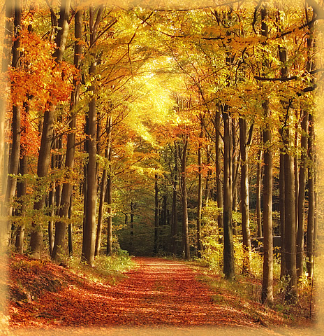 Autumn woods graphic